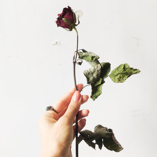 From Fresh to Forever: The Art of Drying Flowers