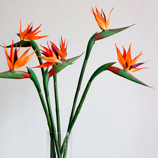 Bird of Paradise Plant