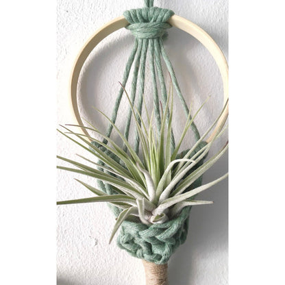 Wall Hanging Macrame Air Plant Hanger