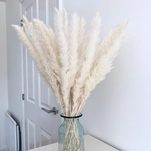 Dried Pampas Grass white Bunch home decor wedding bouquet flower arrangements boho minimal farmhouse home decor