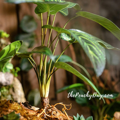 21.6" Artificial Maranta Plant