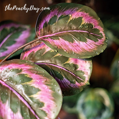 Artificial Medallion Prayer Plant 22.4"