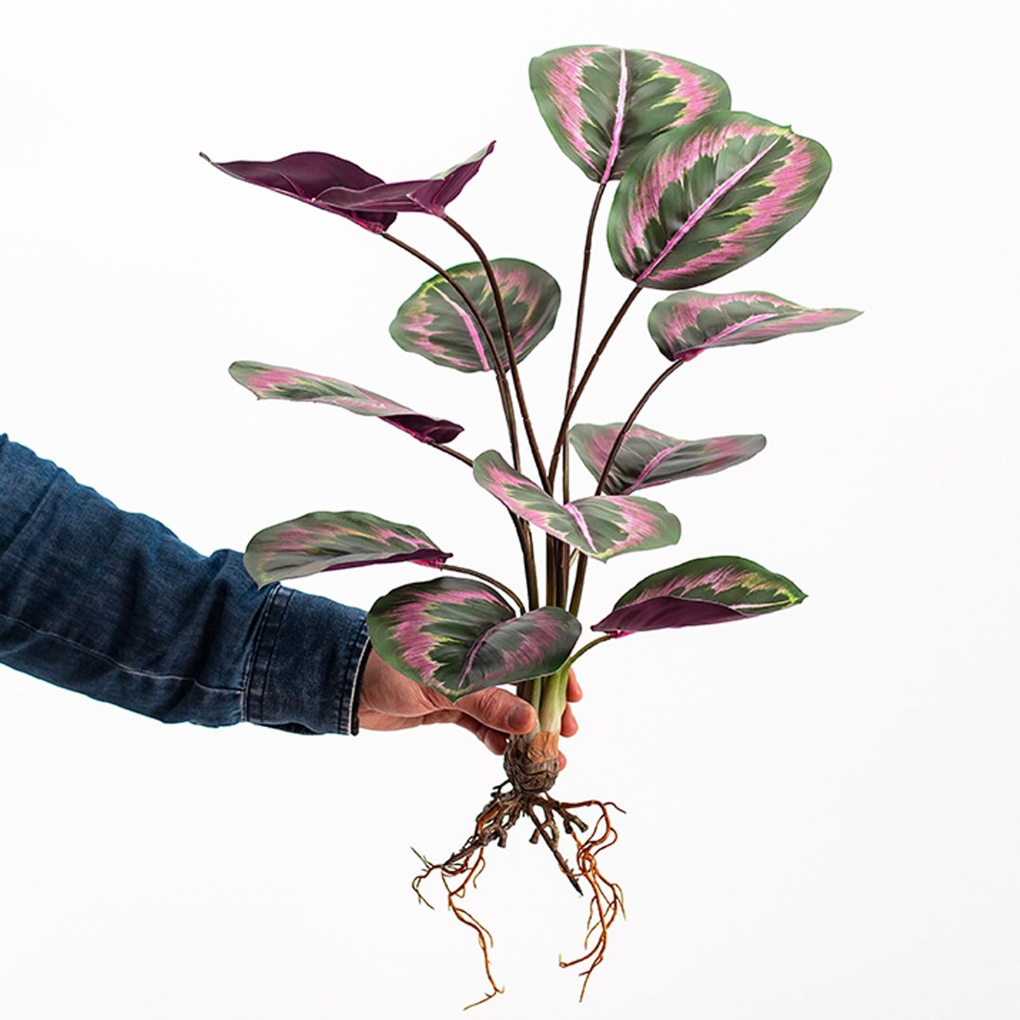 Artificial Medallion Prayer Plant 22.4"