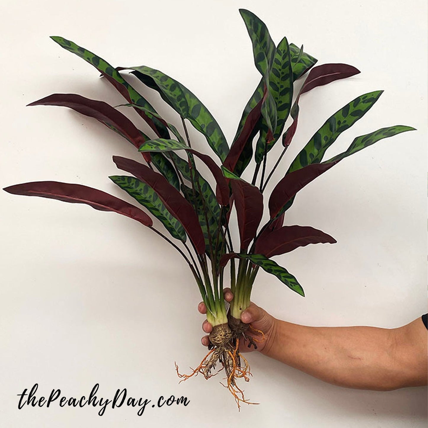 27.5" Artificial Rattlesnake Plant