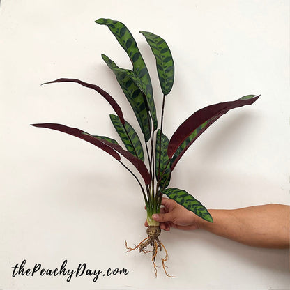 27.5" Artificial Rattlesnake Plant