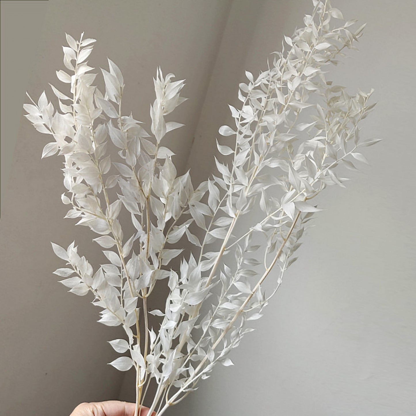 White Ivory Dried Flowers & Grasses