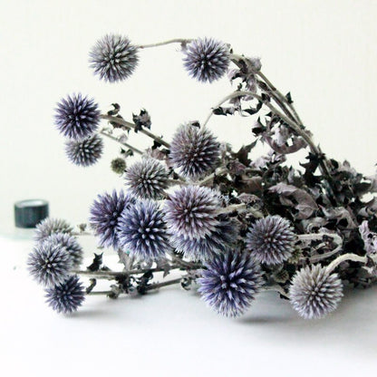 Blue Dried Echinops Globe Thistles | 6 Colors