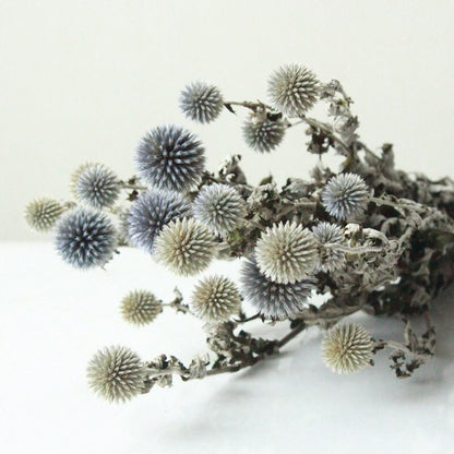 Blue Dried Echinops Globe Thistles | 6 Colors