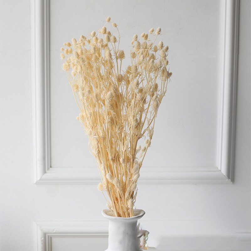 White Ivory Dried Flowers & Grasses