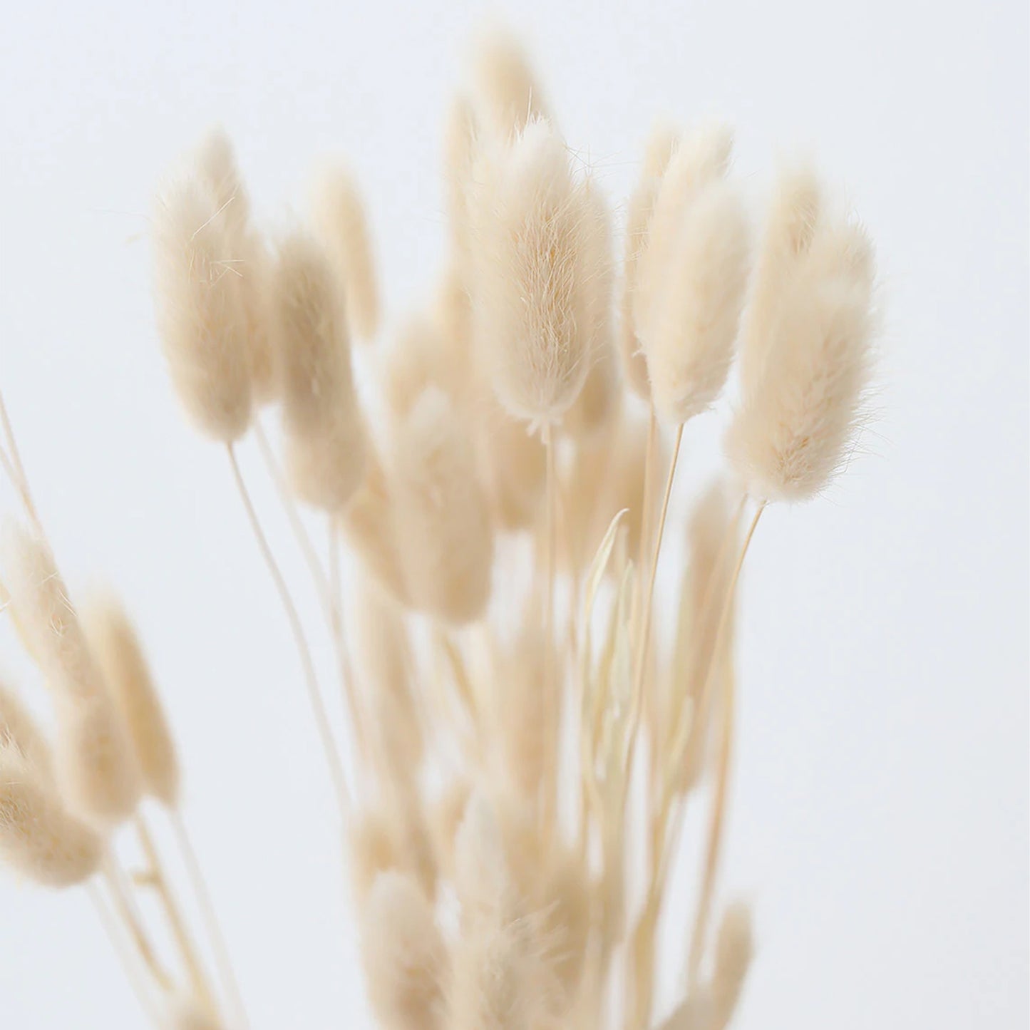 White Ivory Dried Flowers & Grasses