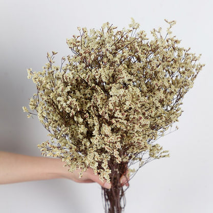 White Ivory Dried Flowers & Grasses