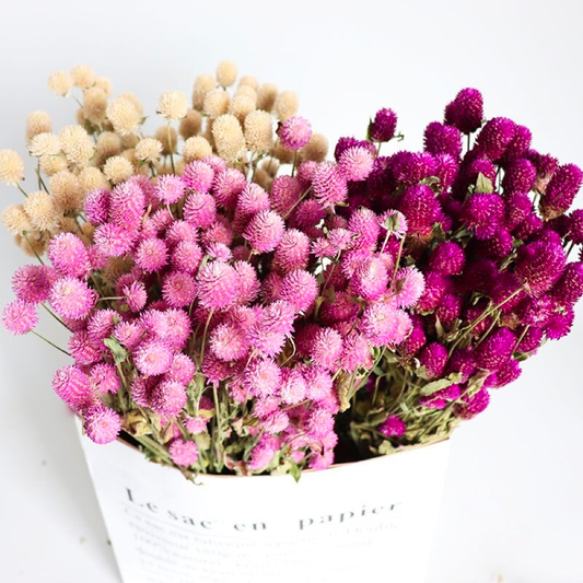 3.5oz Dried Globe Amaranth Bundle | 3 Colors