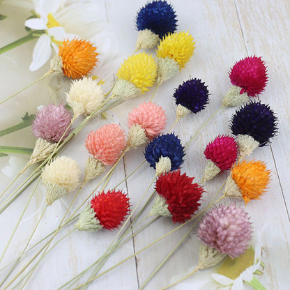 Bundle of 15 Dried Globe Amaranth | 8 Colors