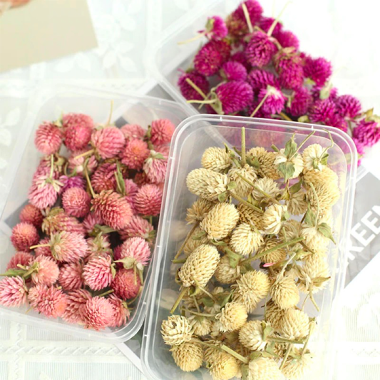 1oz Dried Globe Amaranth Flower Heads | 4 Colors