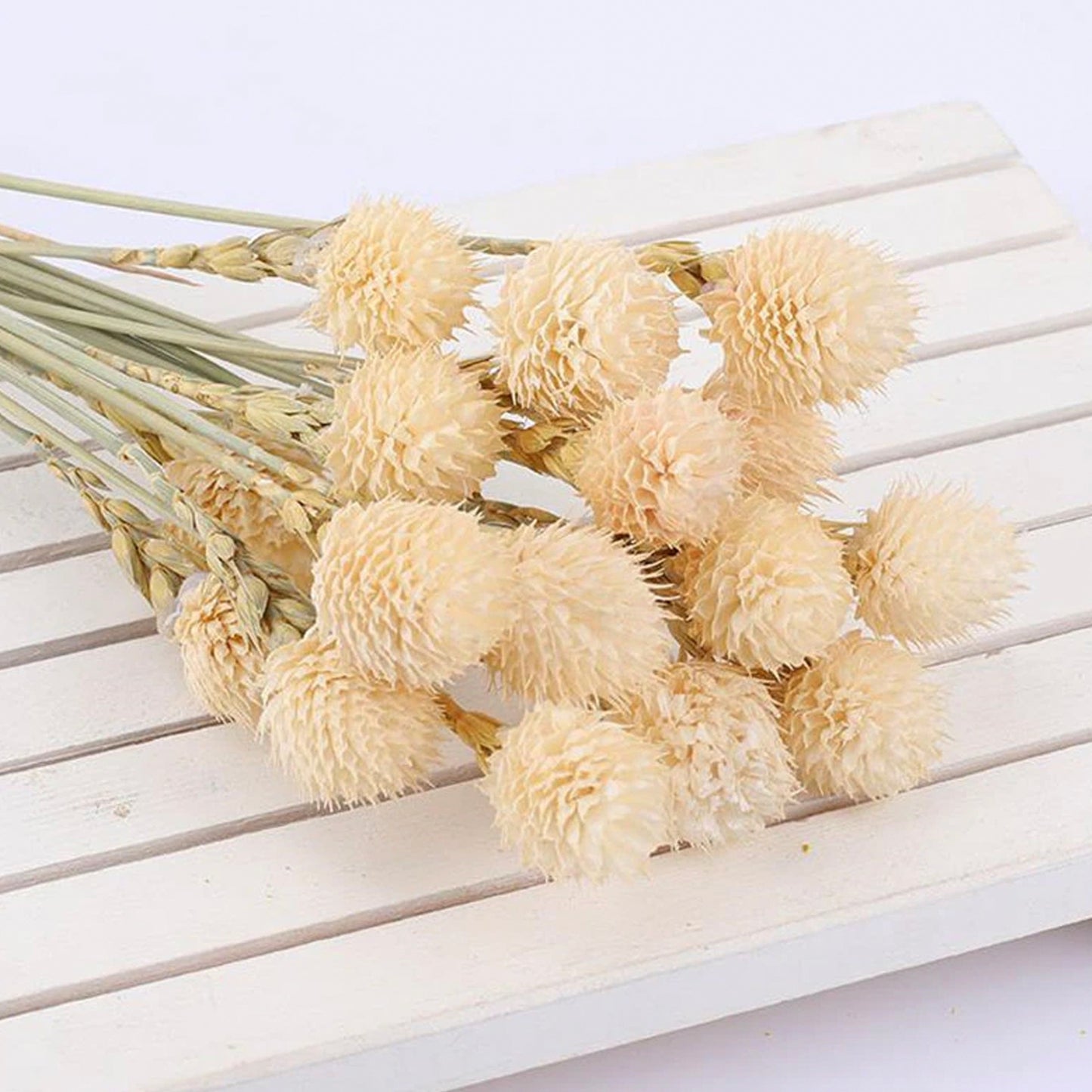 White Ivory Dried Flowers & Grasses