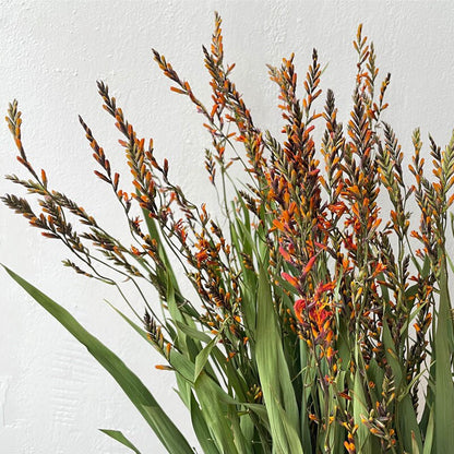 Bundle of 10 Dried Scarlet Renanthera Flowers 23.6"