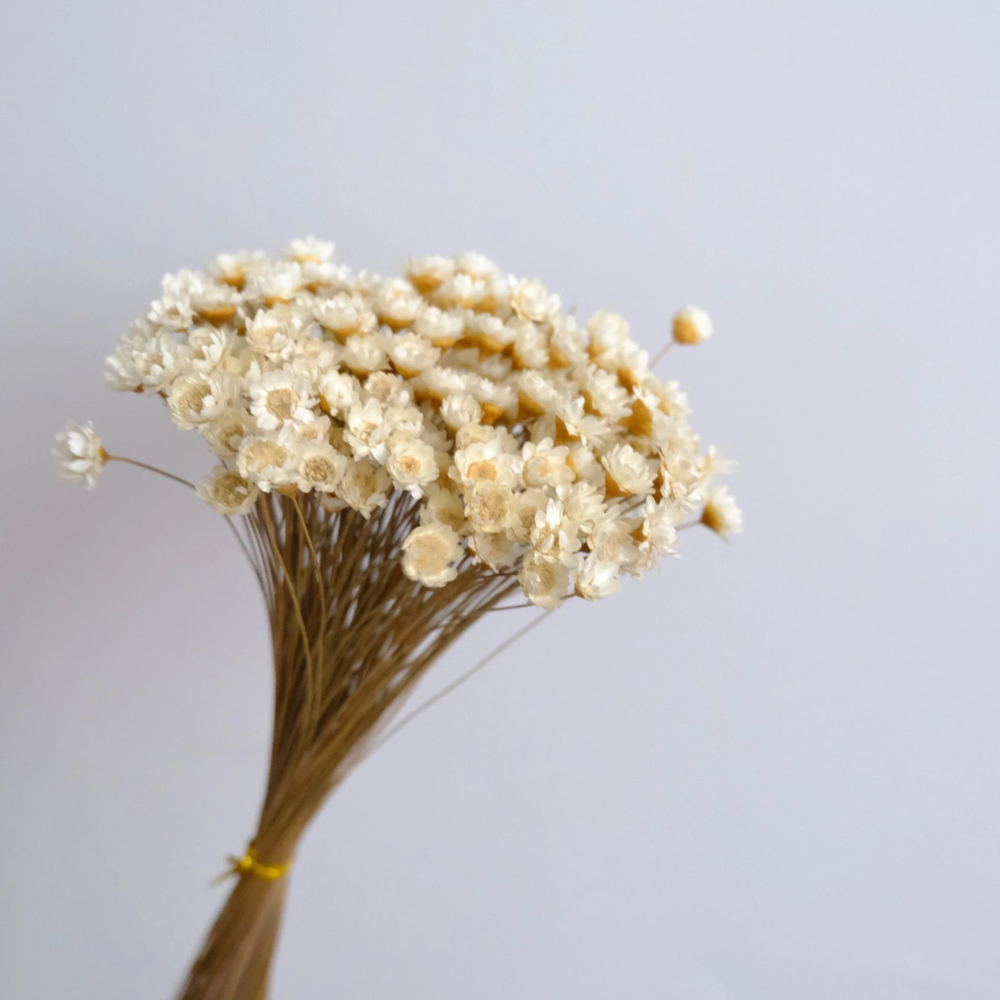 White Ivory Dried Flowers & Grasses