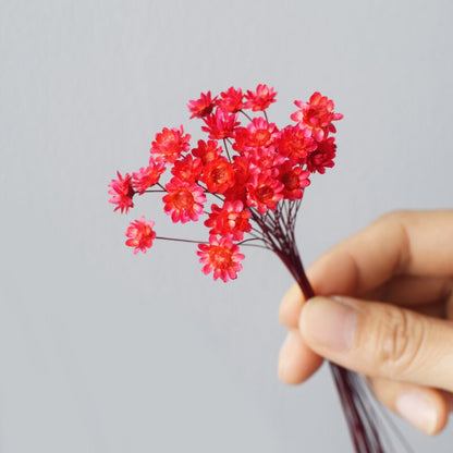 Bundle of 30 Natural Dried Star Flowers | 7 Colors