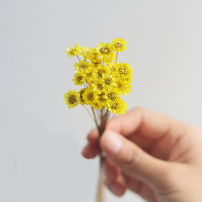 Bundle of 30 Natural Dried Star Flowers | 7 Colors