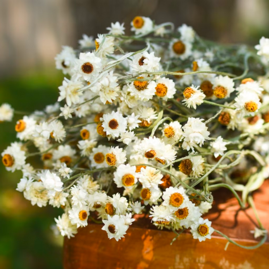 White Preserved Daisies Bundle