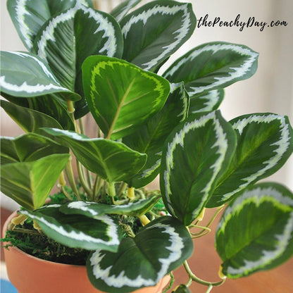 10.2" Artificial Rose-Painted Calathea Stem