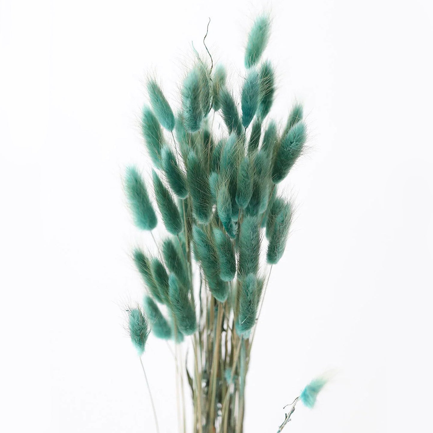 Bundle of 30 Dried Bunny Tails Sea Blue