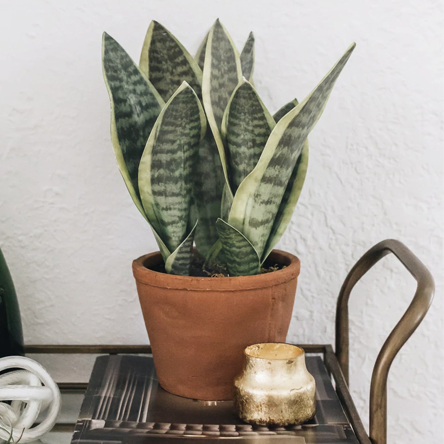 Fake Snake Plant