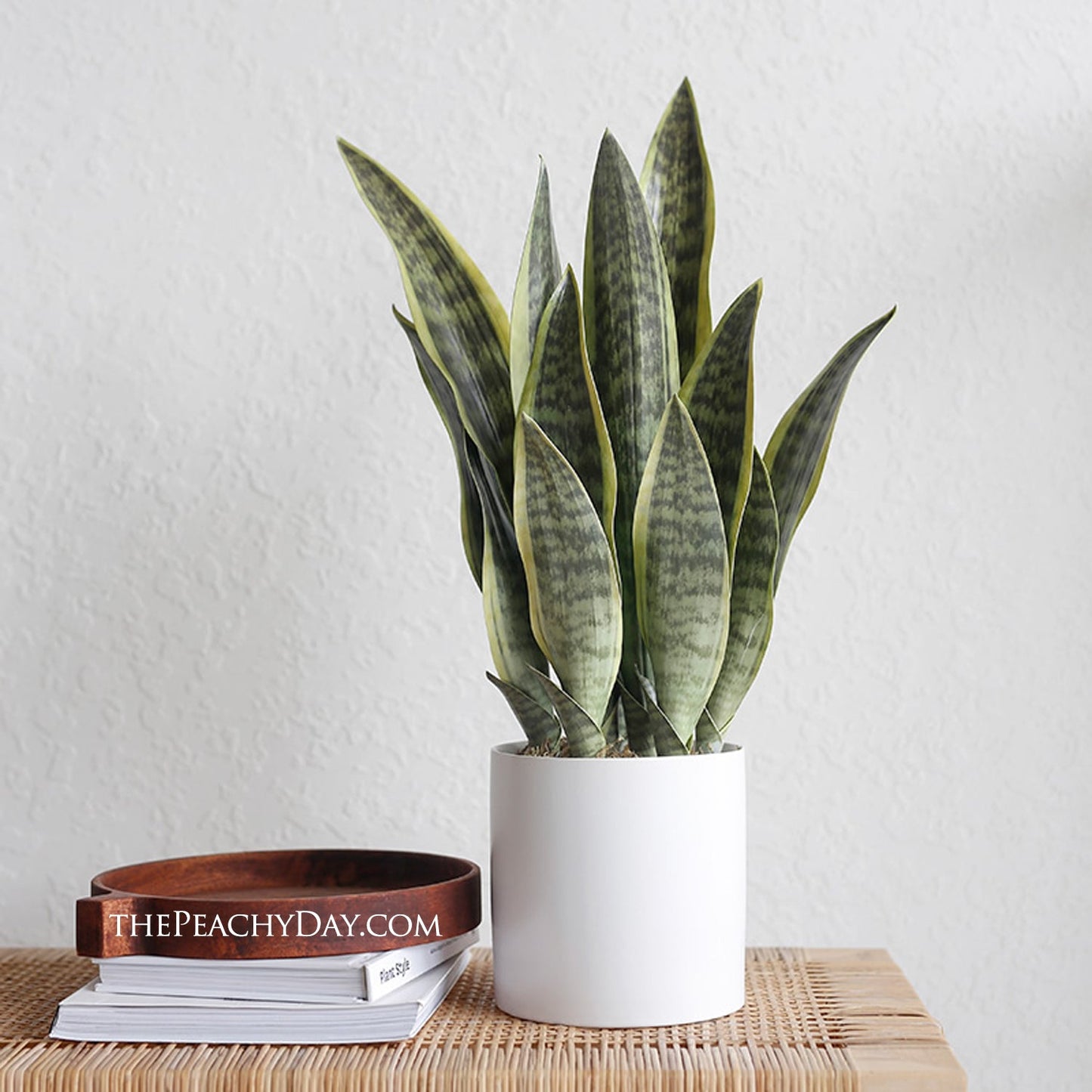 Fake Snake Plant