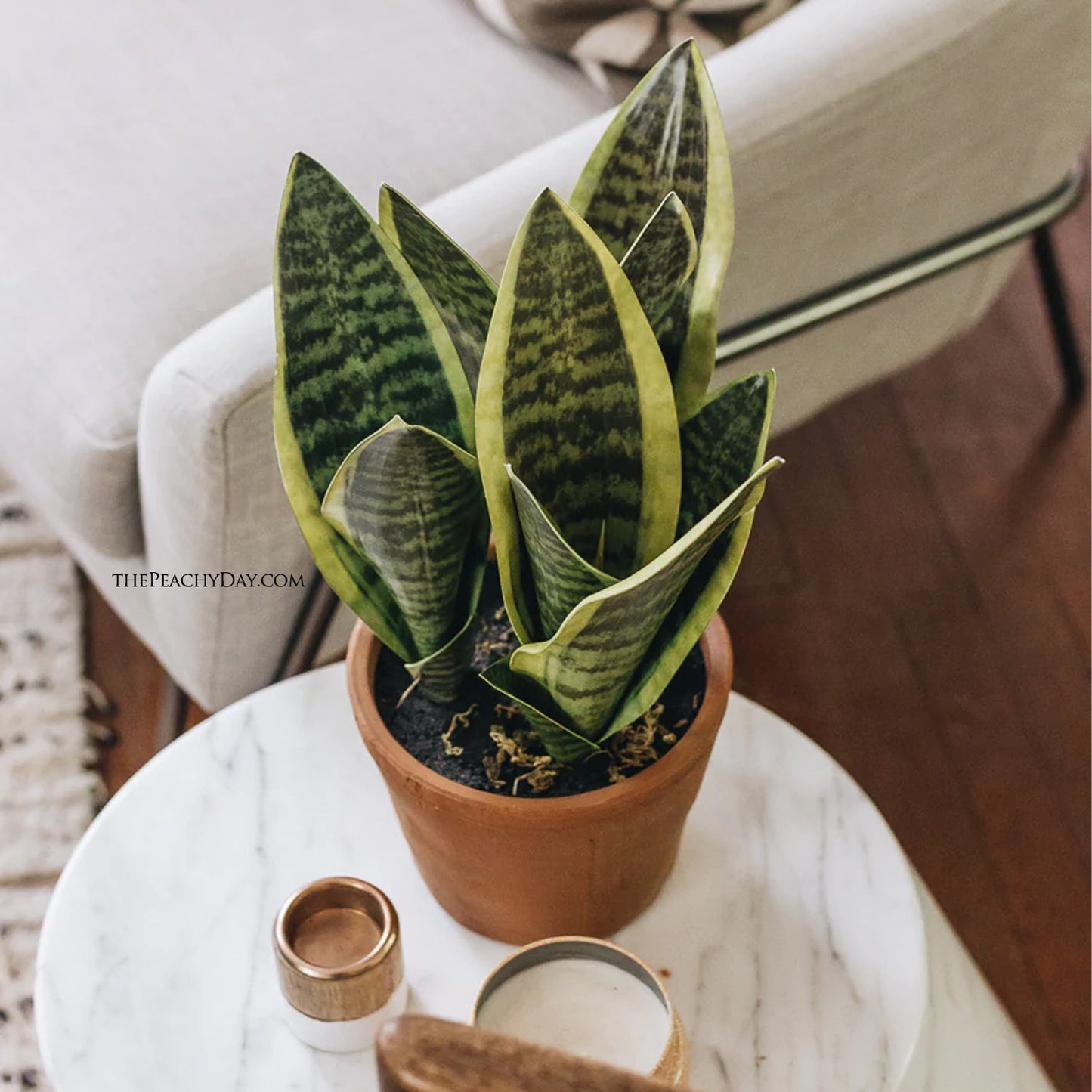 Fake Snake Plant