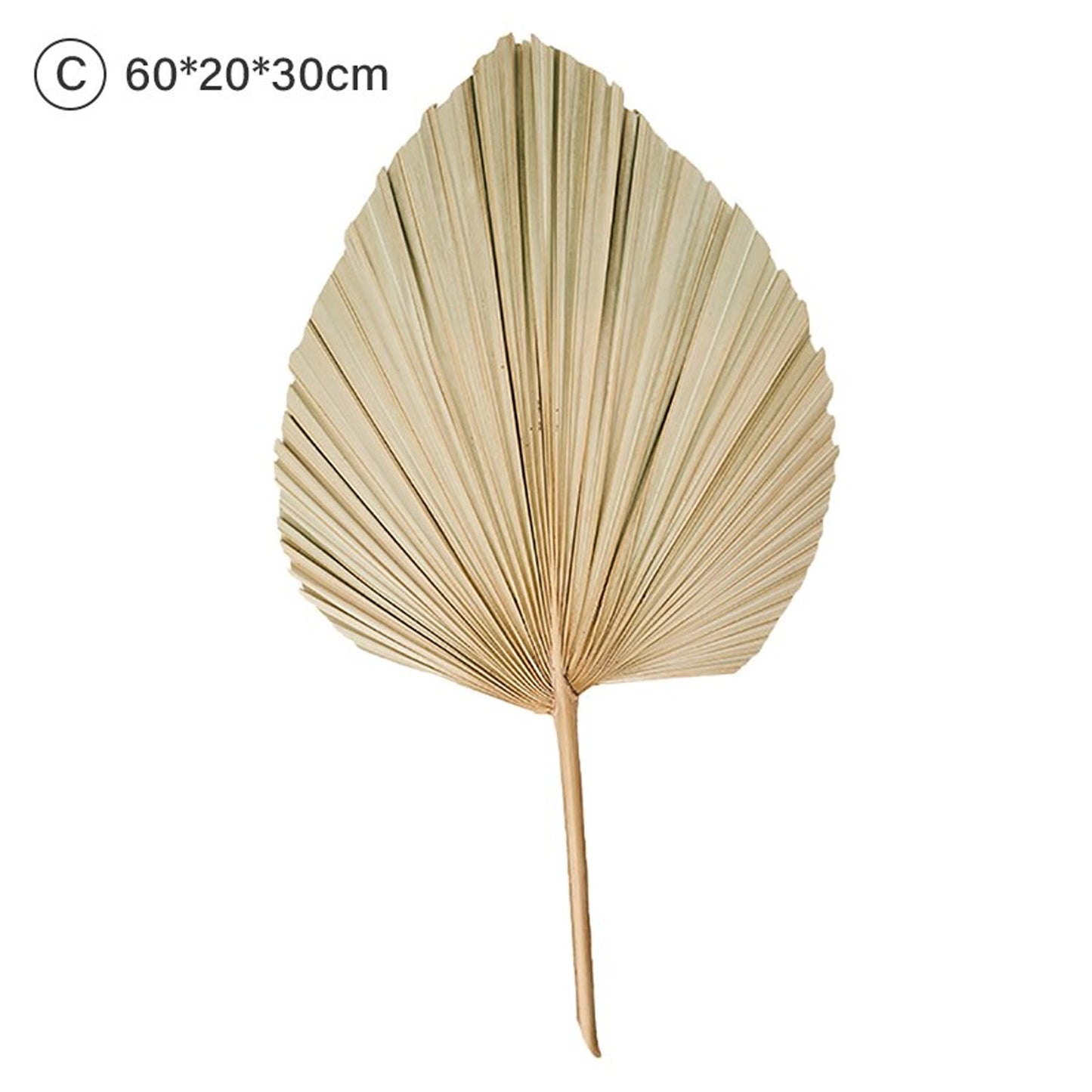 Dried Palm Leaves