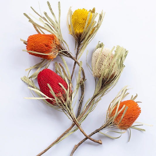 Dried Banksia Stem | 4 Colors