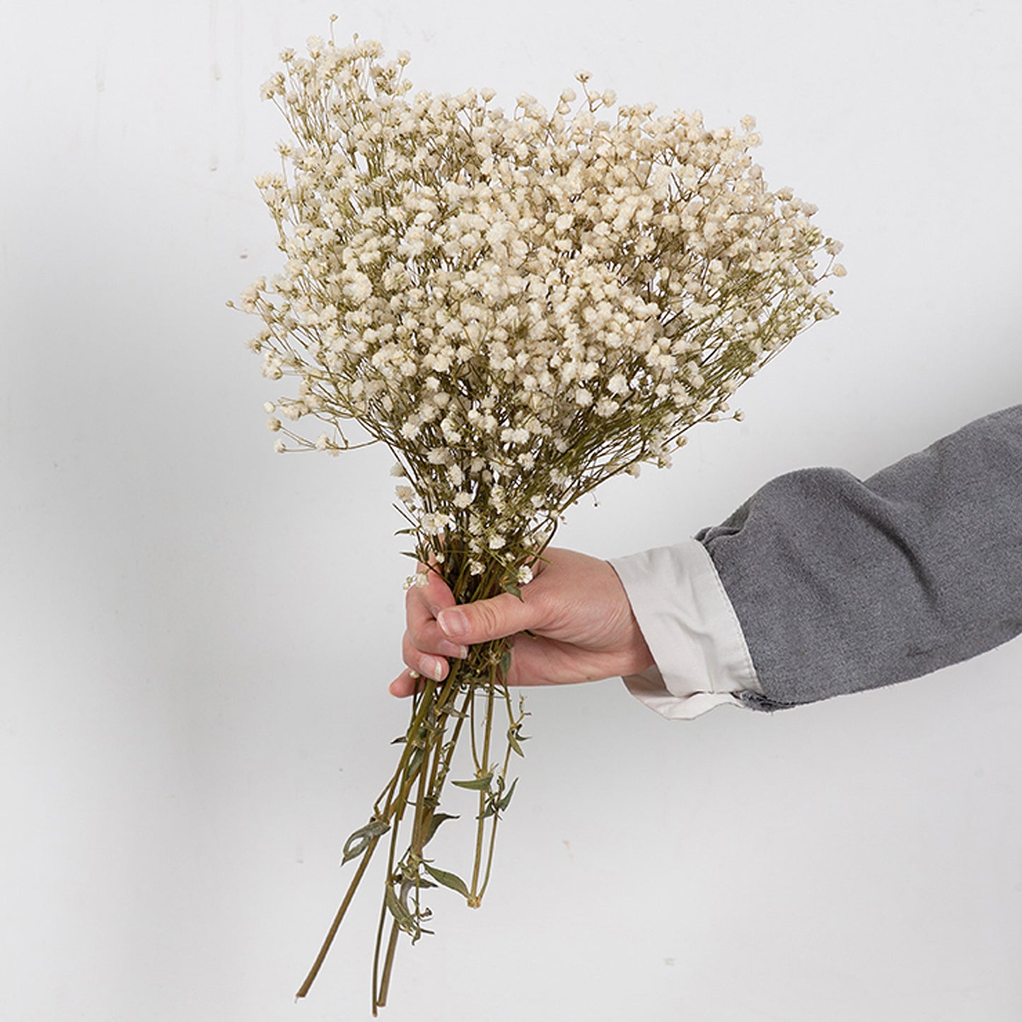 White Ivory Dried Flowers & Grasses