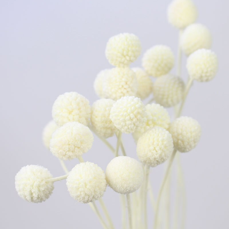 White Ivory Dried Flowers & Grasses