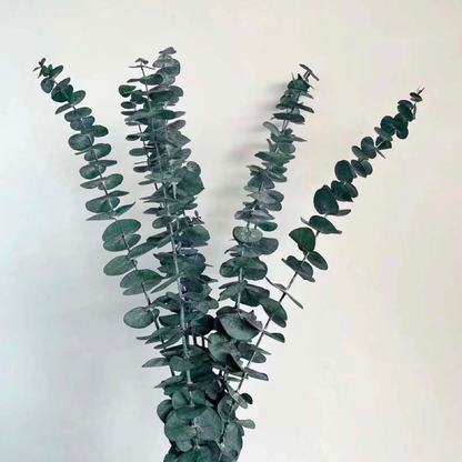 Bundle of 10 Green Preserved Spiral Eucalyptus