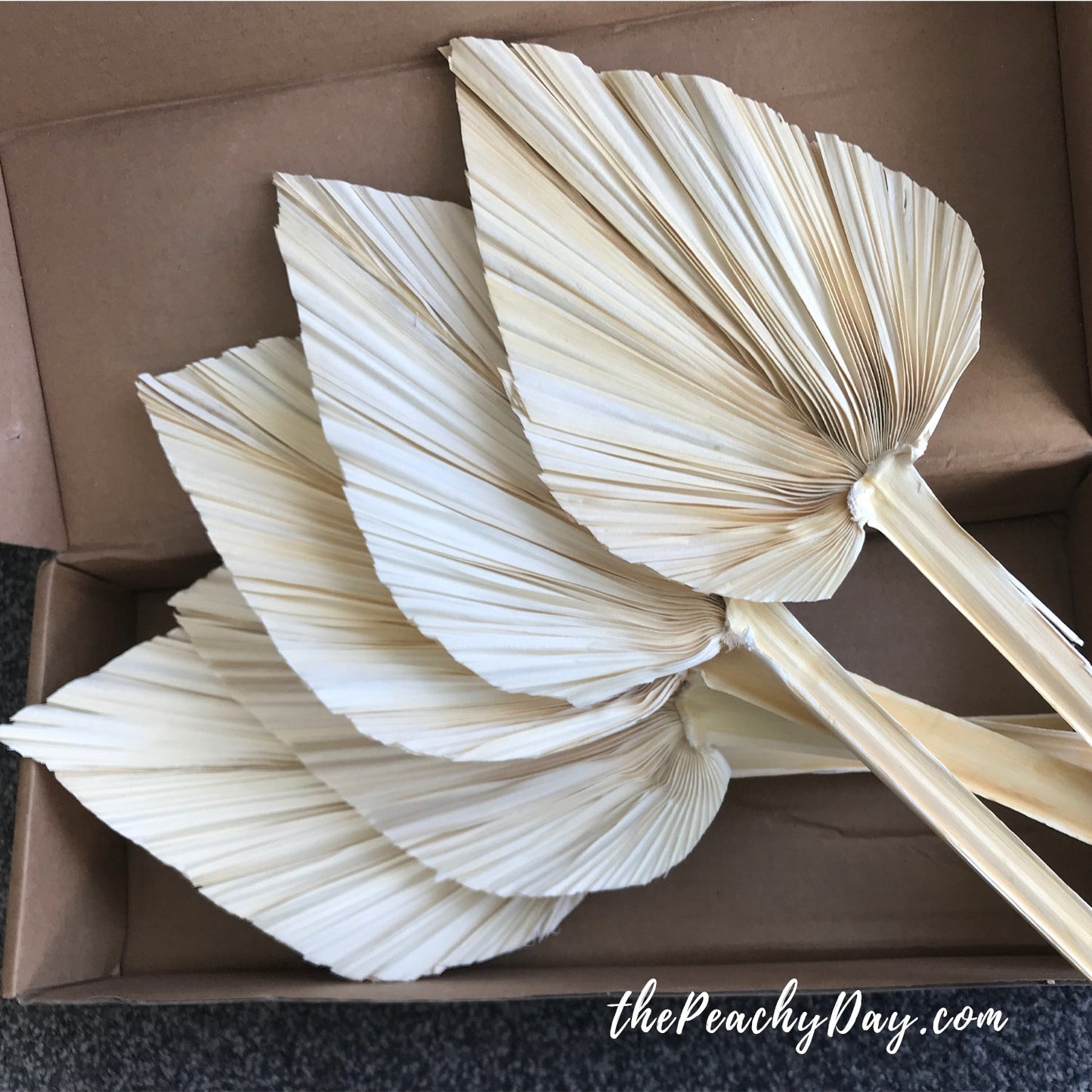 Bleached Dried Palm Leaves 15.7"