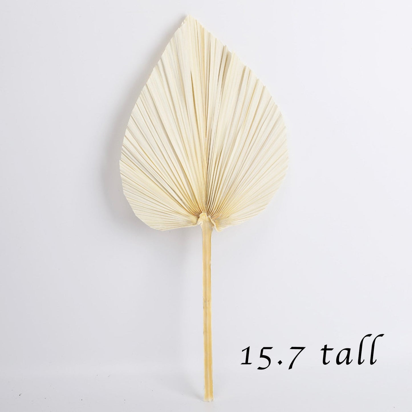 Bleached Dried Palm Leaves 15.7"