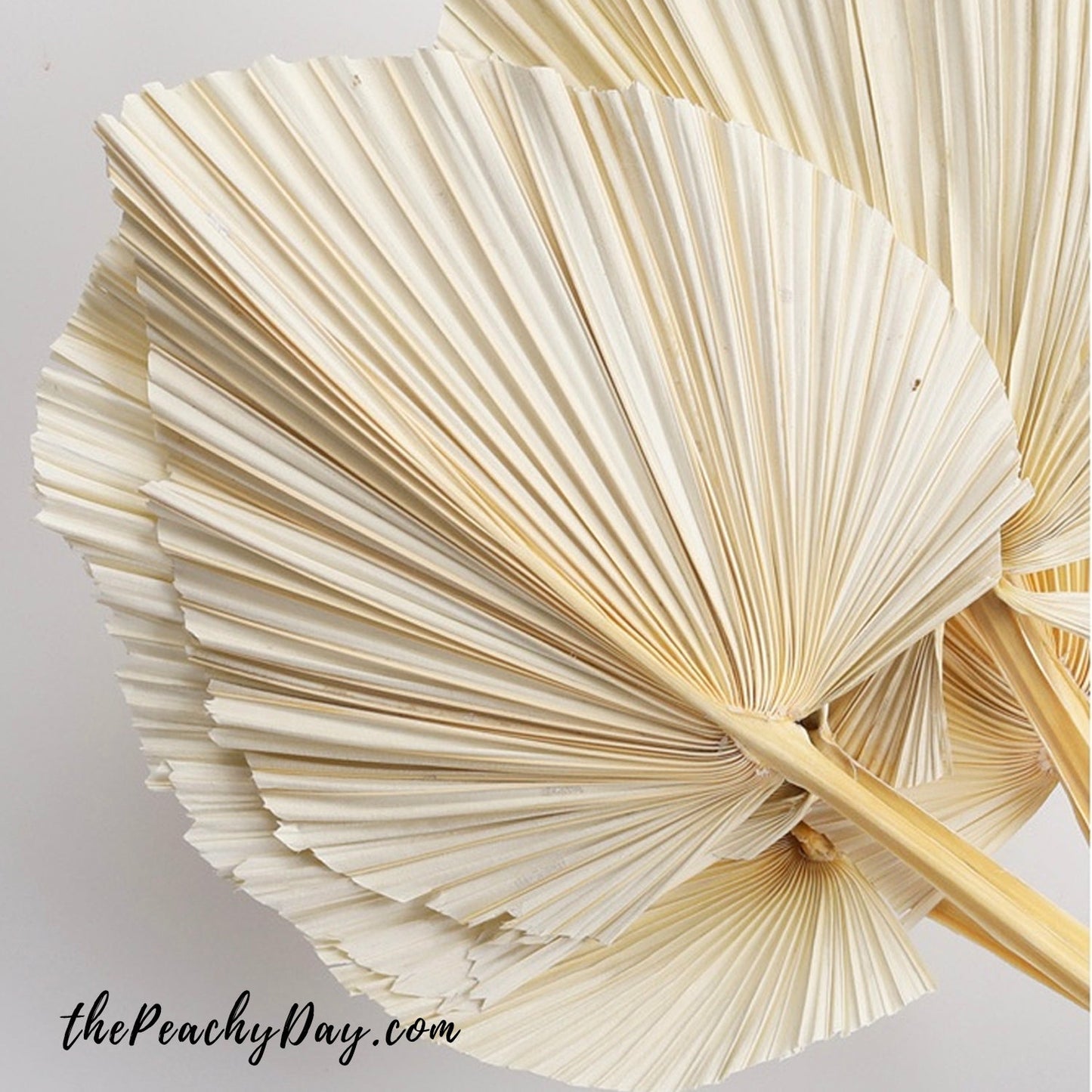 Bleached Dried Palm Leaves 15.7"