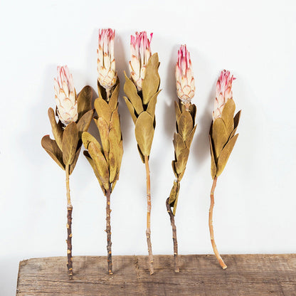 Dried Protea Repens 14"