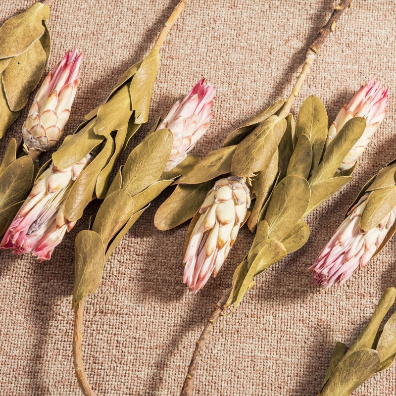 Dried Protea Repens 14"
