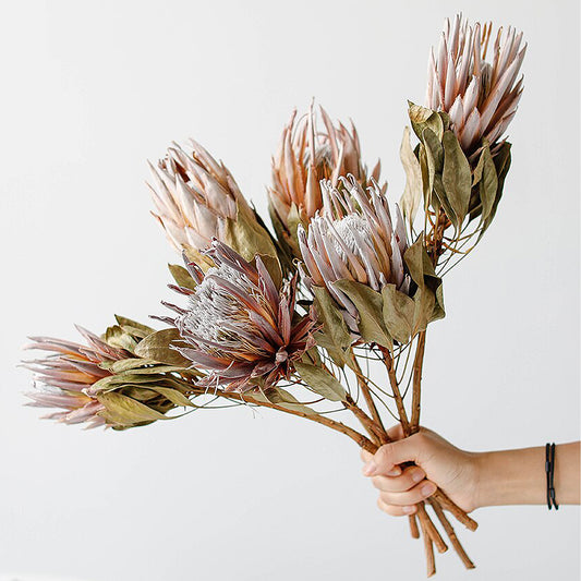 2 Stems Natural Dried Protea Flowers | 2 Colors