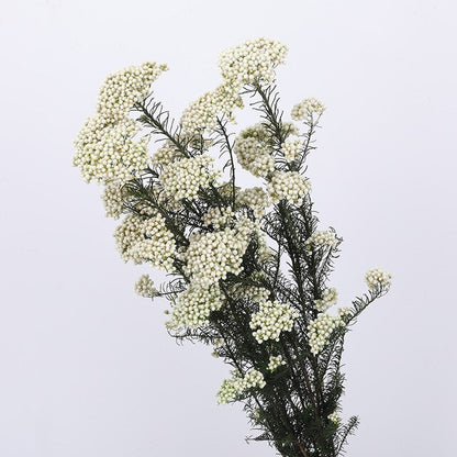 White Ivory Dried Flowers & Grasses