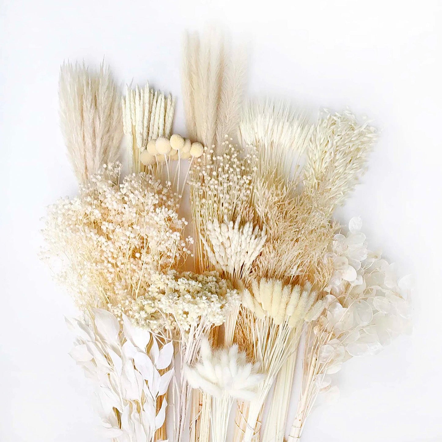 White Ivory Dried Flowers & Grasses