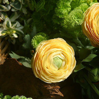 5 Stems Faux Ranunculus 20.4" | 4 Colors