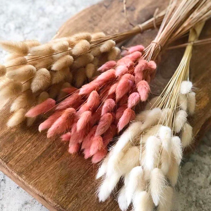 Bundle of 50 Dried Bunny Tails Berry Pink