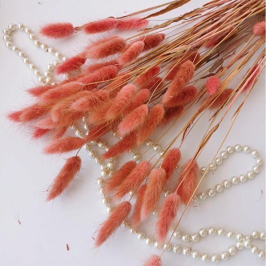 Bundle of 50 Dried Bunny Tails Berry Pink