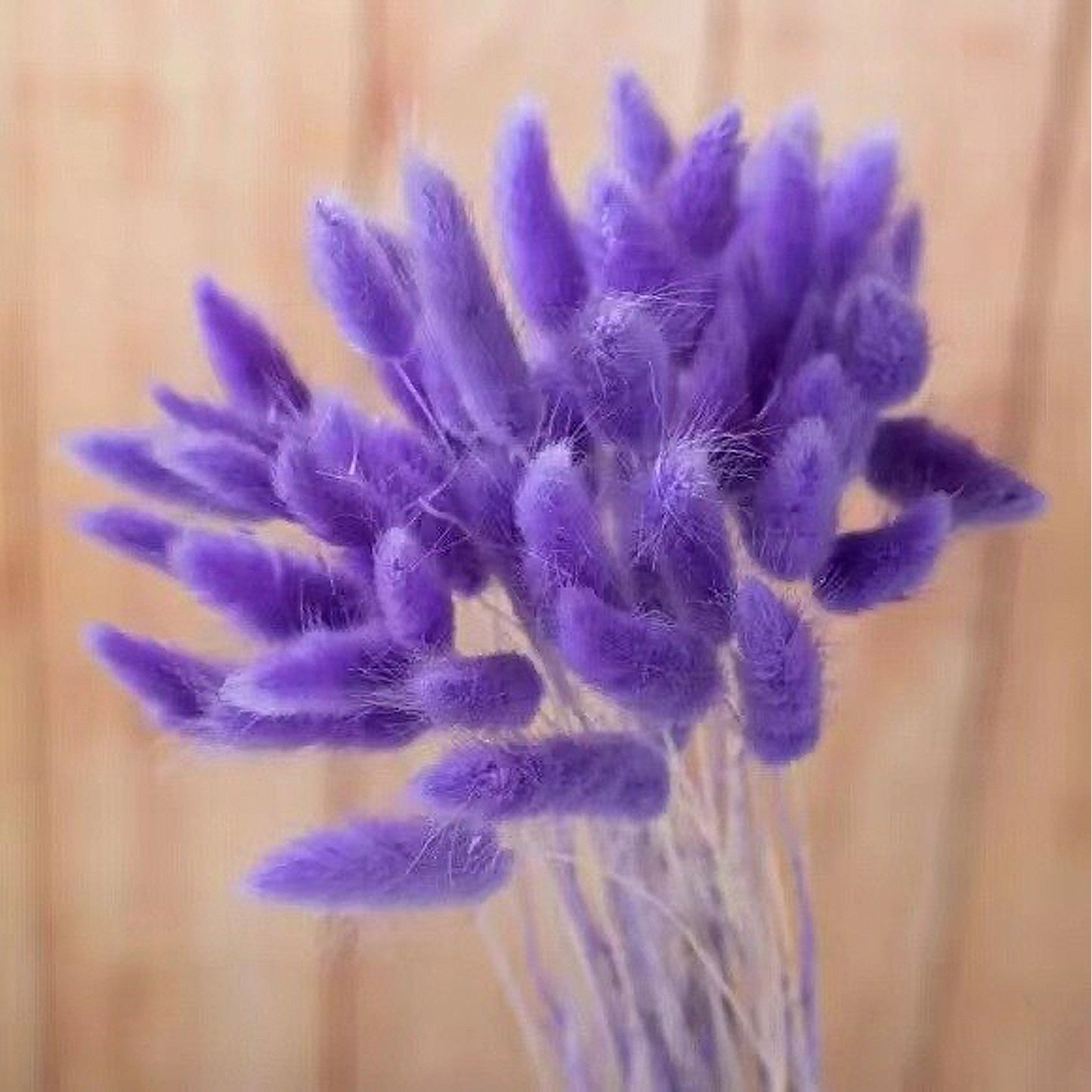 Bundle of 30 Dried Bunny Tails | 5 Purple Shades