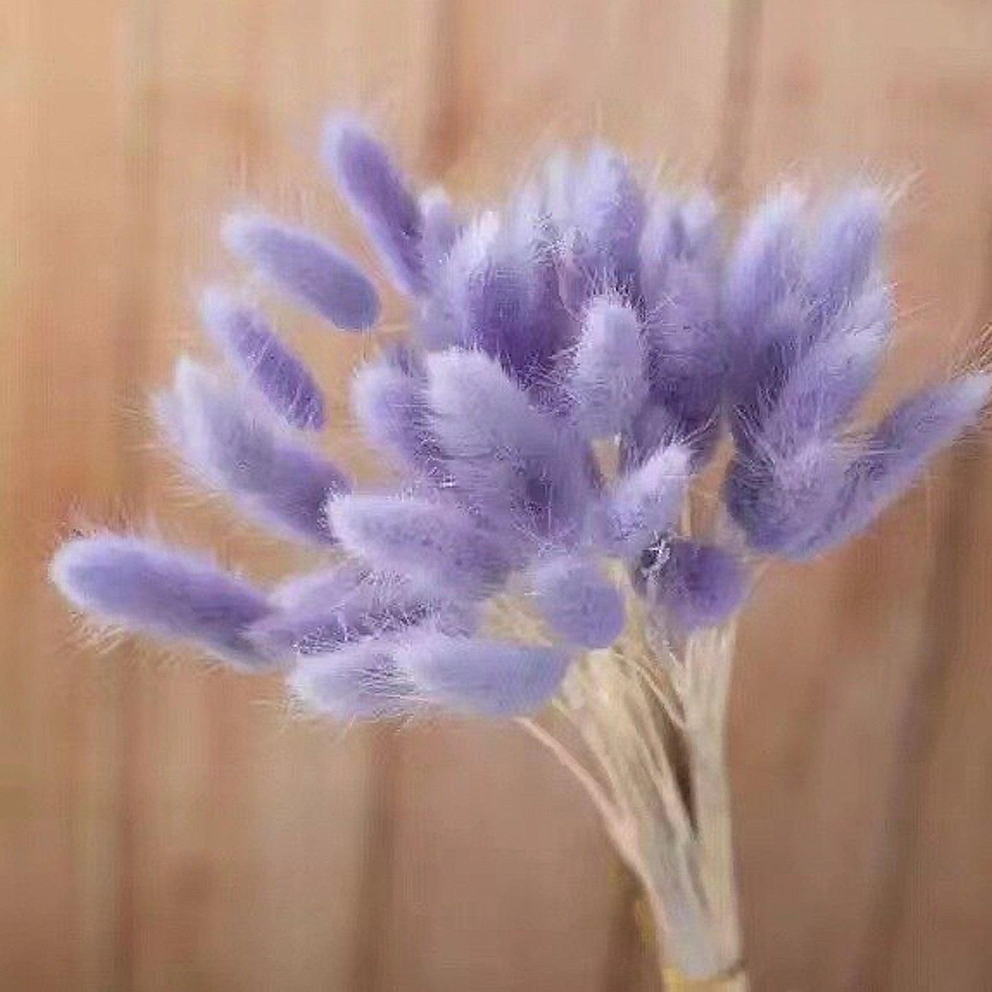 Bundle of 30 Dried Bunny Tails | 5 Purple Shades