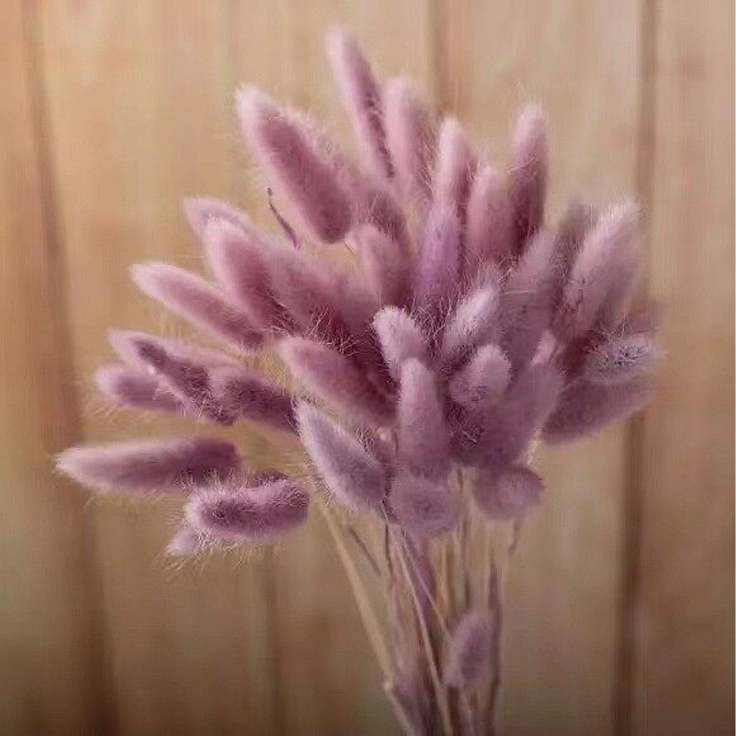 Bundle of 30 Dried Bunny Tails | 5 Purple Shades