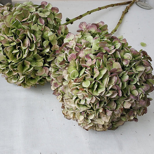 Natural Dried Hydrangea Stem Fall Green