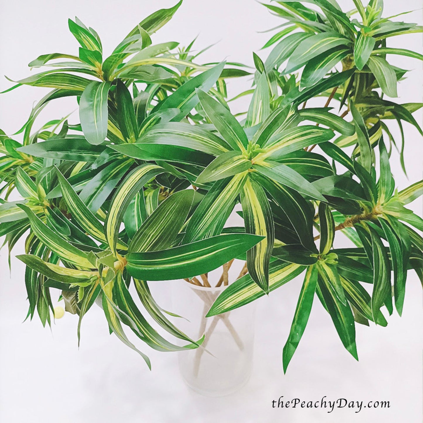 29.5" Dracaena Fragrans Branch